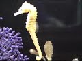 ベルアイル動画