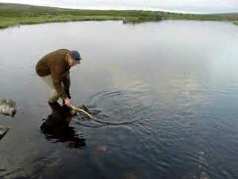 a beautiful browntrout,72 cm ...