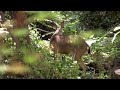 Deer Eating, A Video for People Who Like Deer