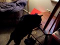 My weird cat, Sasha My weird cat, Sasha
