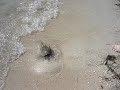 Stingrays Getting It On - Correction... Horsecrabs Stingrays Getting It On - Correction... Horsecrabs