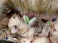 Hold Still, Mama!