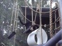 Rainforest Reunion
