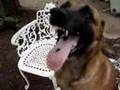 Pastor Belga Malinois video