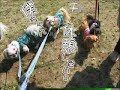 先日の森林公園での5ワン子ちゃんぉ散歩デート簡単に静止画像をムービーにしてみました