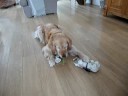 eggs carton shredded by dog
