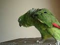 gio gio. my dearest amazon parrot. (: