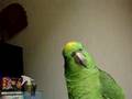 gio gio. my dearest amazon parrot. (: