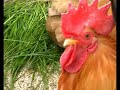 Poules d\