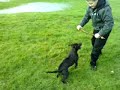 Staffordshire Bull Terrier - Missy