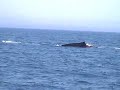 Finback Whales 2007 Grand Manan Island