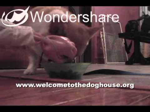 how to treat aggression in dogs