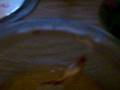 my new betta(bet tuh)