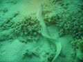 Hunting moray