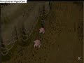 Runscape Guide To Killing Gaint Mole Runscape Guide To Killing Gaint Mole