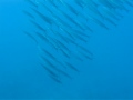 Heller's barracuda