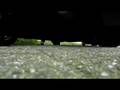 videos de White hooker exhaust