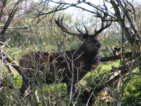 Deer in Folklore & Myth