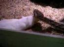 Bitis arietans puffadder Bitis arietans puffadder