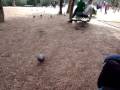 videos de Enganando os pombos em Barcelona