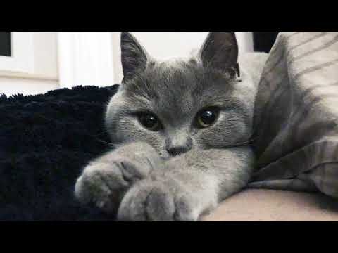 Relax My Cat - Sleep Music For Cats - Video 4K - Музыка - Видео 4K с Kошкой - British Longhair