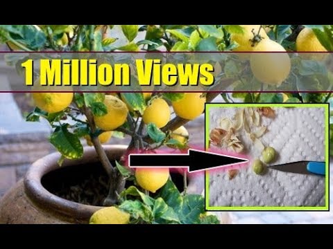 How to Grow Lemon Tree from Seed Indoors ► FAST GERMINATION ►