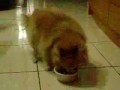 eat big dinner