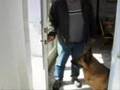 Dog Training - How to teach your dog to wait at the door