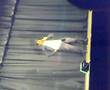 SATS-TAMIL-MIMICRY-1