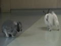 Animal Friends Pittsburgh Rabit Run Part 3(conclusion)