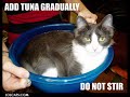 Very Funny Cats 18