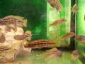 AIRFISH - Julidochromis marlieri mboko gold