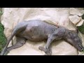 Montauk Monster: The TRUTH!