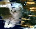 Chinchilla Kitten ???? ????? ????????