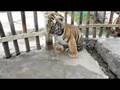 Baby Tiger