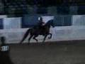 US Half-Arabian English Pleasure AOTR 18-39 Section A