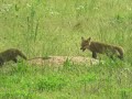 Fox and kits at play 5