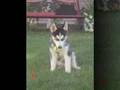 O' To be a puppy...