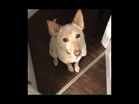 Ten pies chciał wyjść na spacer. Sposób, w jaki poprosił o to swojego pana, rozczula każdego!