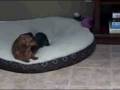 videos de Playtime  Lola and Lucy