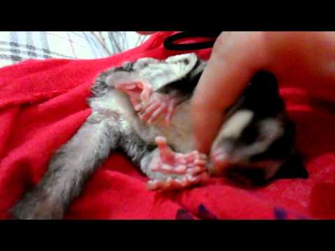 how to love sugar glider