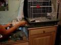 How to clean a bird cage in 3 minutes
