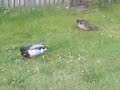 Quakers 2