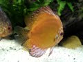 Aquário amazônico 450 lts montado pela Atlântida Aquários, Discos, Neons, Cascudos, corrys, etc...www.atlantidaaqua@terra.com.brTel: 3832-9406 