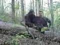 videos de S&M Outdoors Spring Turkey Hunt W/ Bobby Stevens