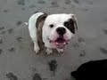 Rottweiler vs. American Bulldog Rottweiler vs. American Bulldog