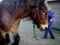 Hoefbevangen paard