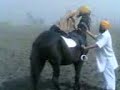 Taj-E on Horse