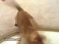 Cat Vs Laser