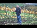 After Harvest - Winter In the Vineyard at Bien Nacido